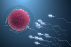 Советы по увеличению количества сперматозоидов